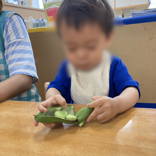 そら豆を触る1歳児