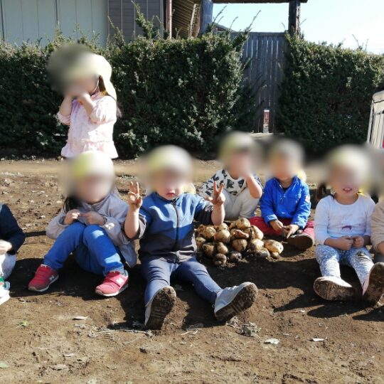 保育園児 じゃがいも堀り体験