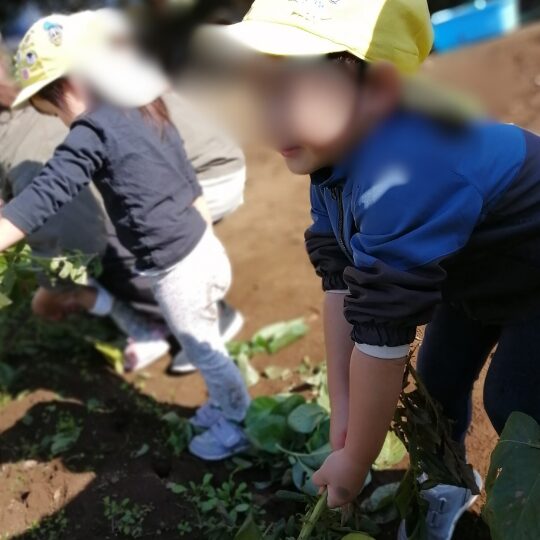 あっとほーむママ・にじのこ じゃがいも堀り体験