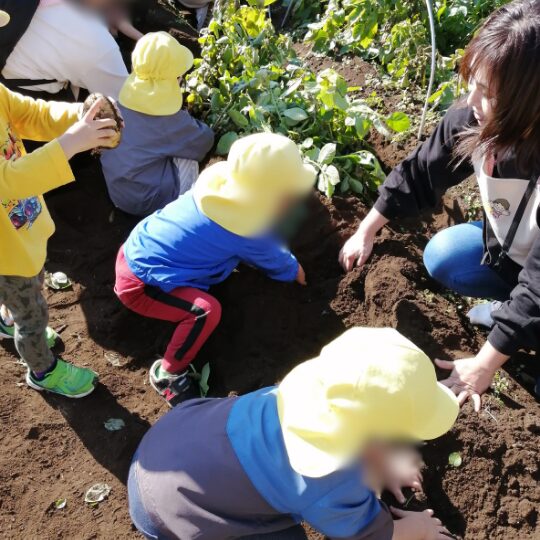 保育園児 じゃがいも堀りをする