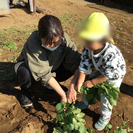 保育園児 じゃがいも堀り体験
