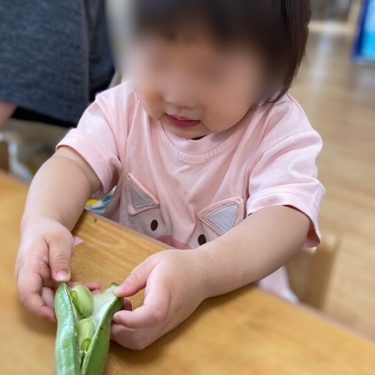 城南ルミナ保育園川崎でそら豆を触る2歳児