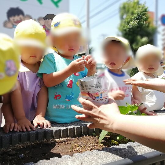 ひまわりの種を見つめるにじのこ園児