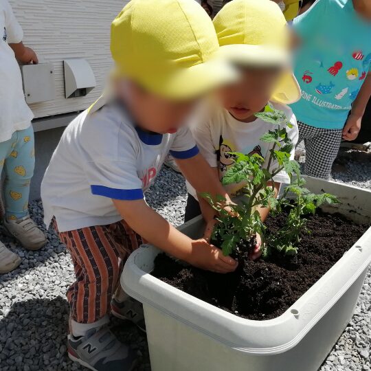 苗を植える保育園児
