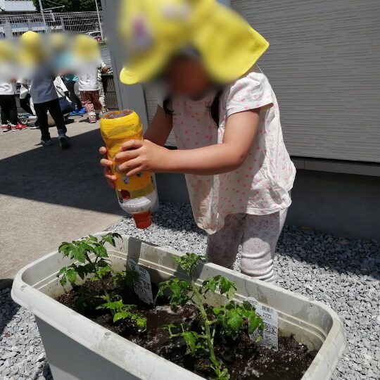 トマトに水やりをおこなう保育園児